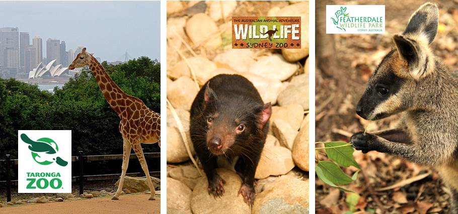 Which zoo to visit in Sydney: Taronga, Featherdale or Wildlife Park