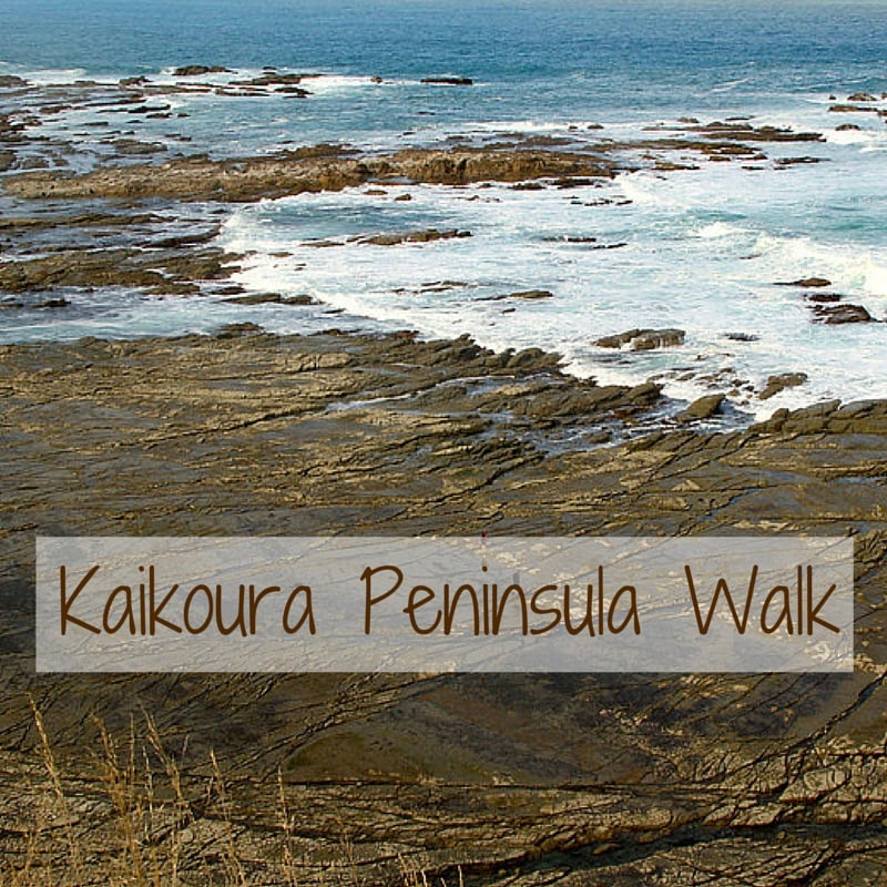 Kaikoura Peninsula Walk seals, cliffs and waves