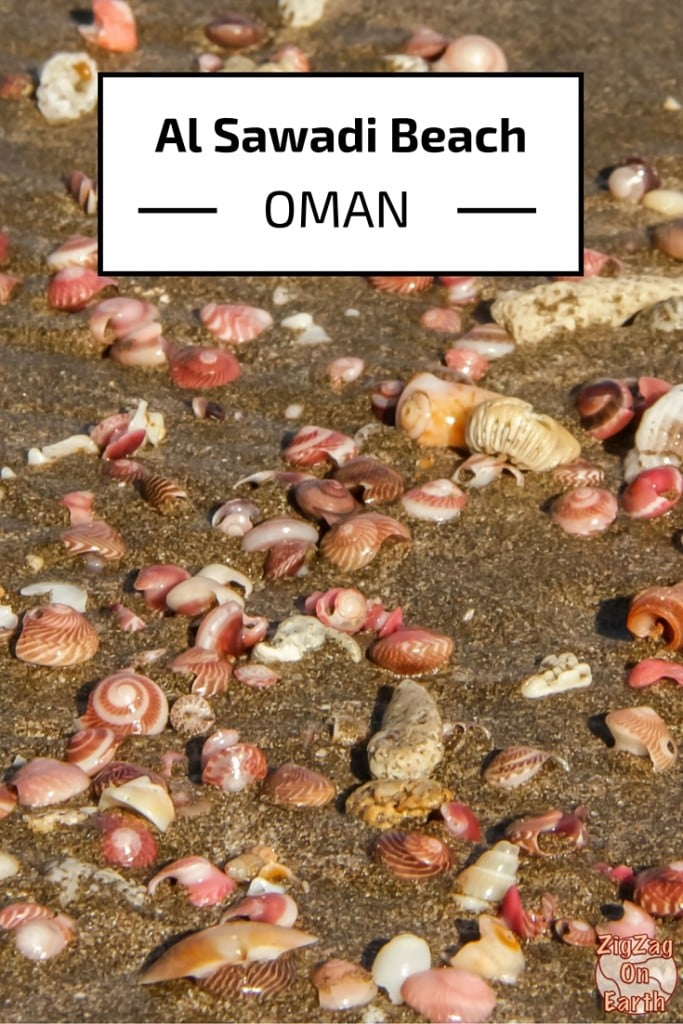 Al Sawadi Al Sahil beach Shells - Oman - Rejseleder