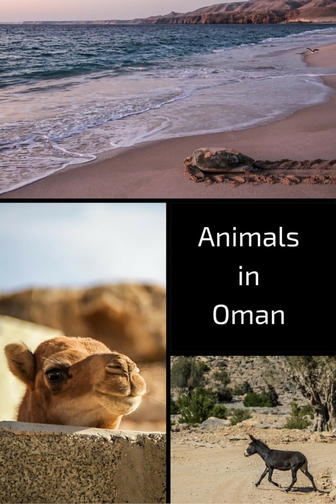 Animali Oman Cammello asino tartaruga