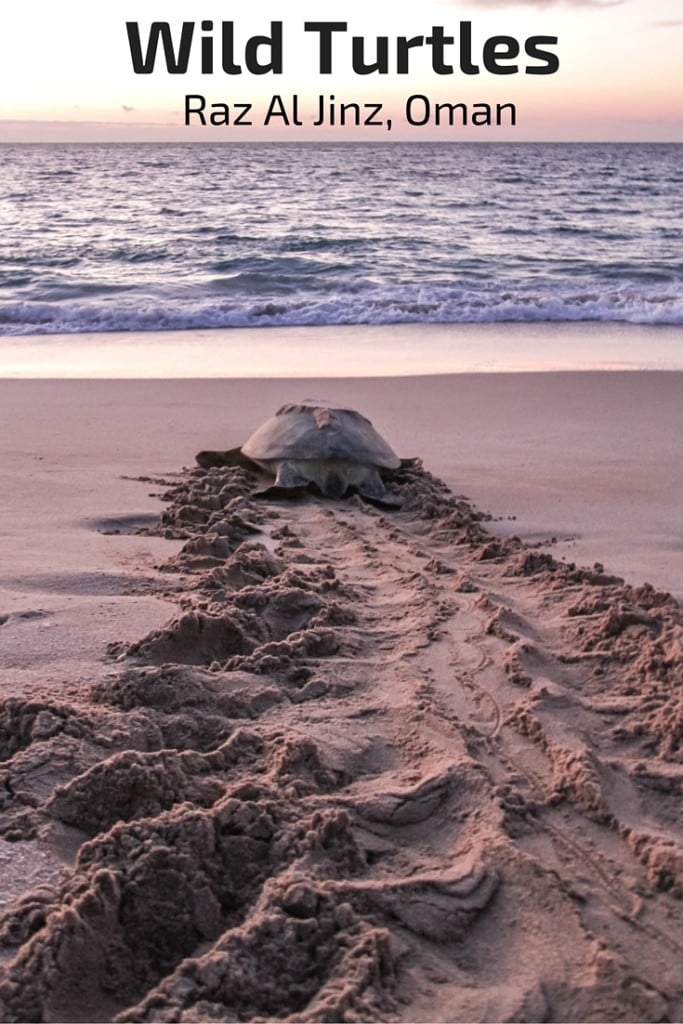 Watching wild turtles in the Raz Al Jinz Reserve, Oman - Photos and Travel Guide