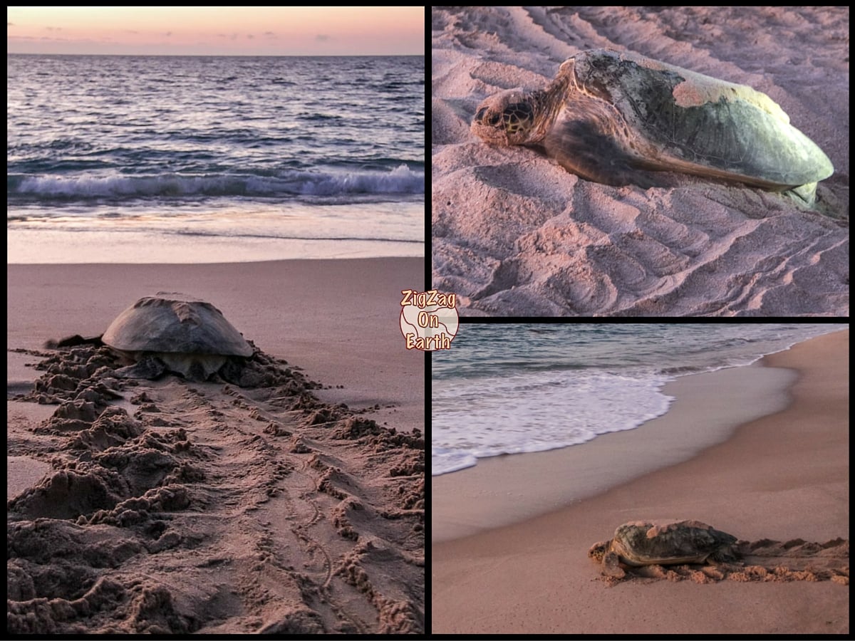 Top om te doen in Oman - Schildpadden observeren in Ras Al Jinz Reserve
