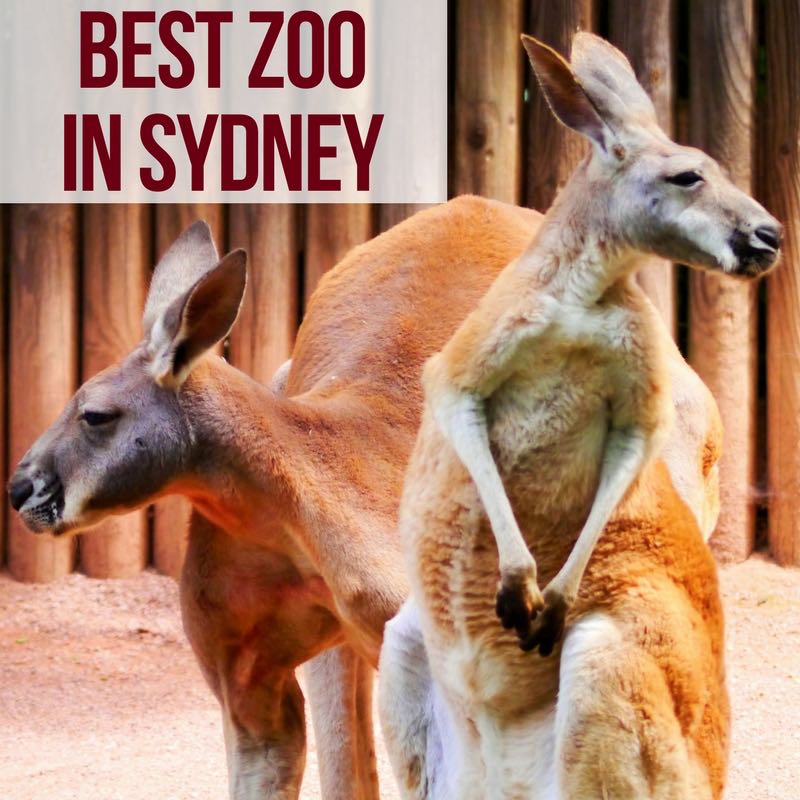2 best Sydney Zoos - best zoos in Sydney Australia Travel