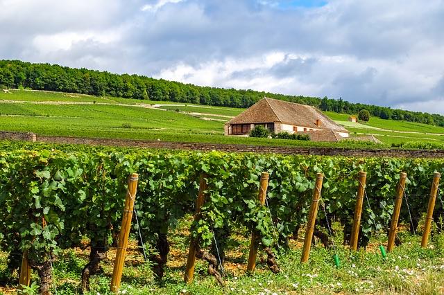 Food tour from paris - vineyard Burgundy vine-2626495_640 Food tour from paris - vineyard Burgundy vine-2626495_640