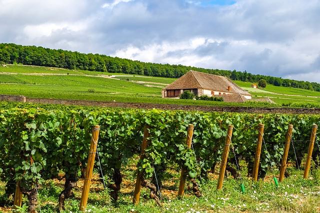 Food tour from paris - vineyard Burgundy vine-2626495_640