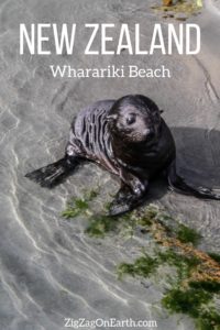 Wharariki Beach New Zealand Travel Pin2 Wharariki Beach New Zealand Travel Pin2