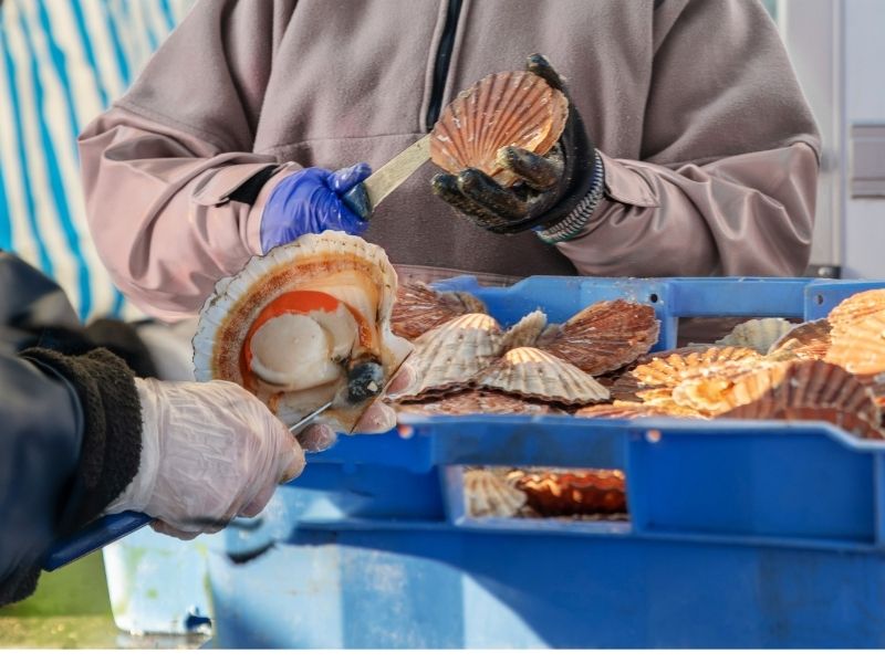 Dieppe scallops - canva Dieppe scallops