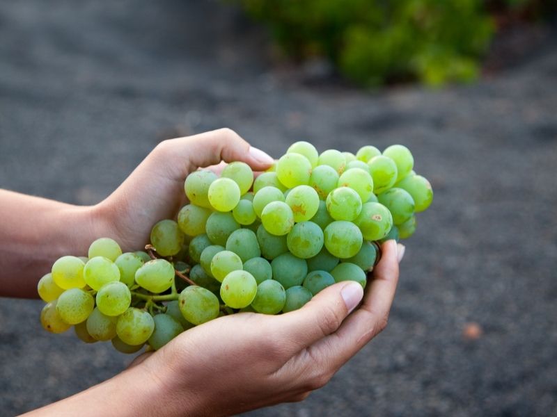 New Year Lanzarote grapes New Year Lanzarote grapes