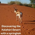 Travel Guide Namibia - plan your visit to the Kalahari desert