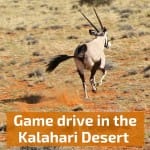 Travel Guide Namibia - plan your game drive in the Kalahari desert