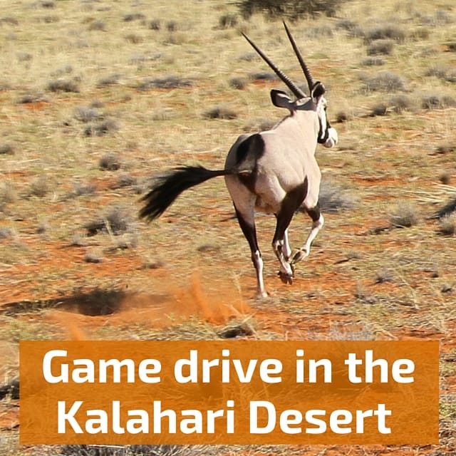  Travel Guide Namibia - plan your game drive in the Kalahari desert
