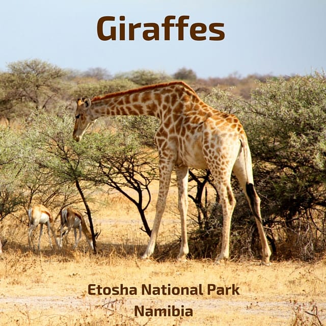 Giraffes Etosha National Park Namibia