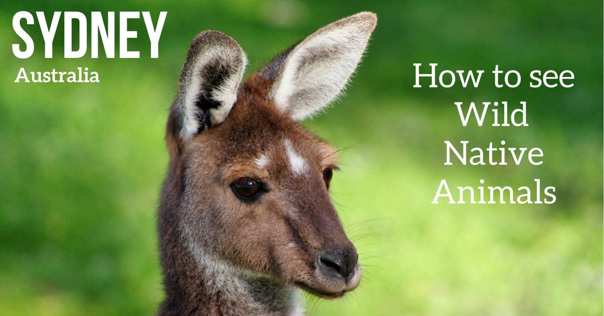 How to see wild Australian animals from Sydney ? - Koalas, Kangaroos... How to see wild Australian animals from Sydney ? - Koalas, Kangaroos...