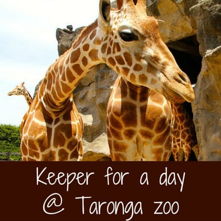 Keeper Taronga Zoo Sydney