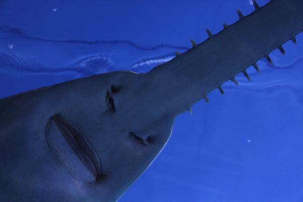 Amazing shark photo