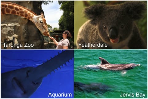 Things to do in Sydney Australia for animal lovers