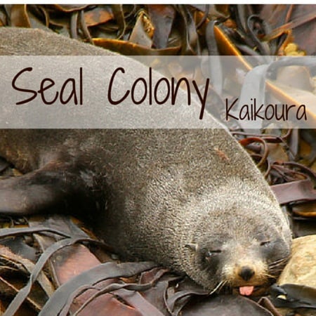 Travel Guide New Zealand - Plan your visit to the Ohau Point Seal colony near Kaikoura