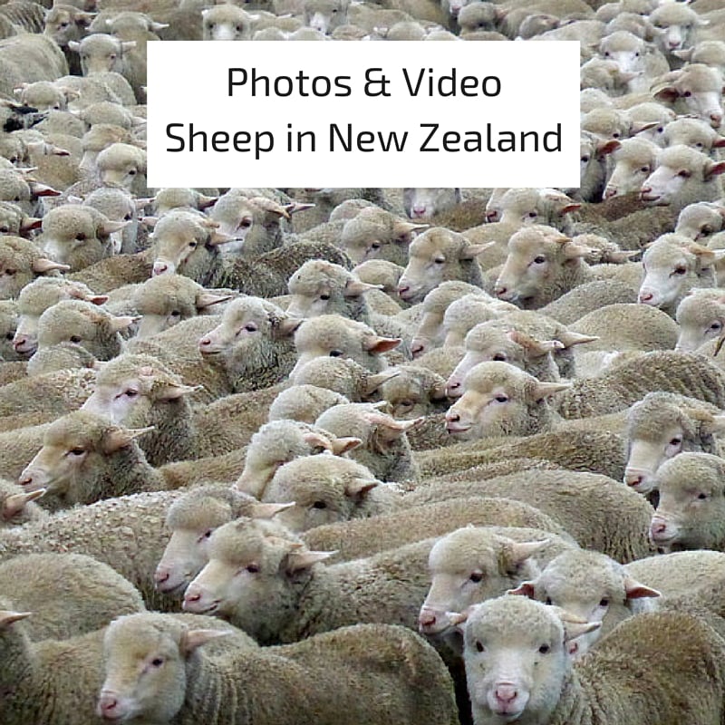 Photo & Video Sheep in New Zealand (1)