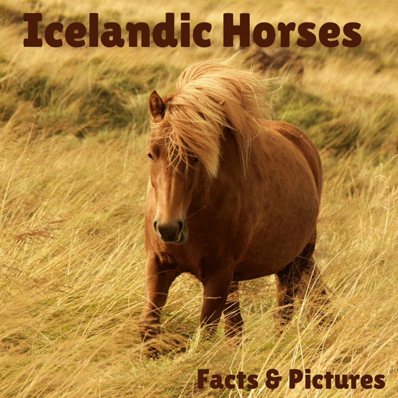 icelandic horses: photos and facts