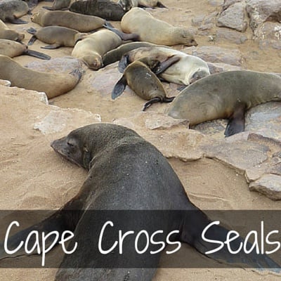 Travel Guide Namibia - Plan your trip to Cape cross and its fur seal colony