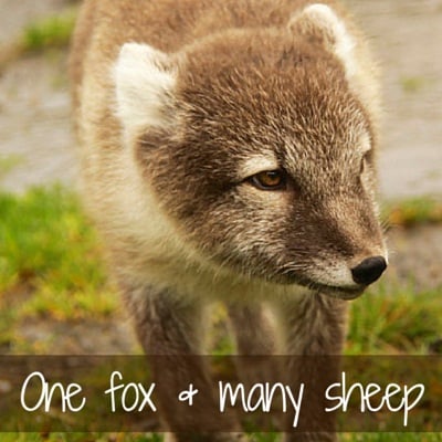 Iceland one fox and many sheep Iceland one fox and many sheep