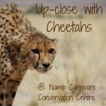 Travel Guide Namibia - plan your visit to the Namib Carnivore Conservation Center