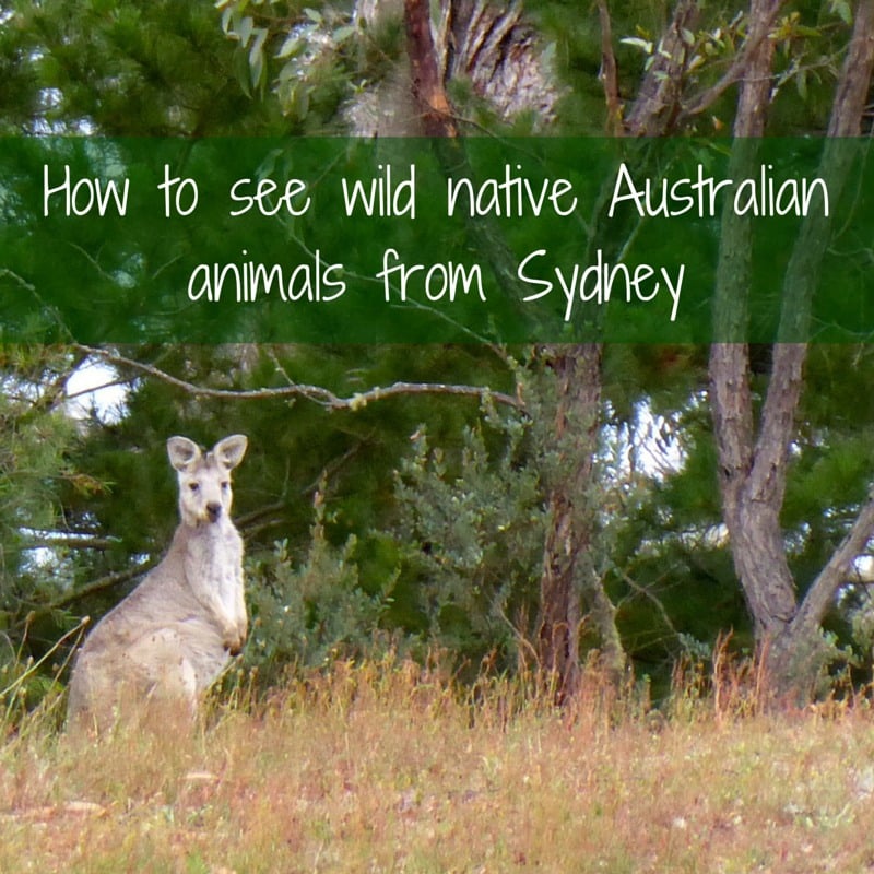 How to see wild native Australian animals from Sydney kangaroo platypus koala wombat echidna