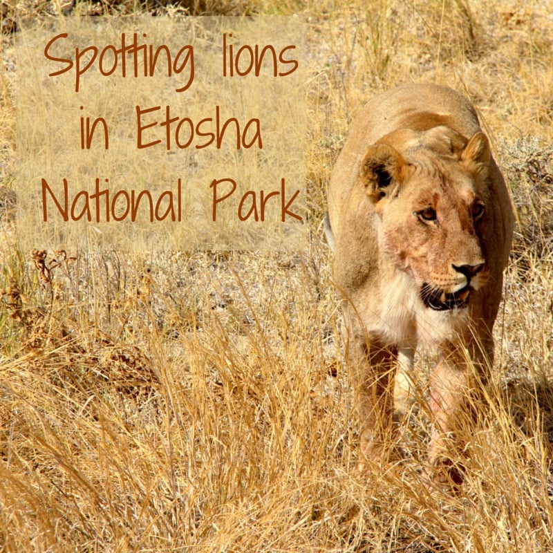 Travel guide Namibia - lions of Etosha National Park