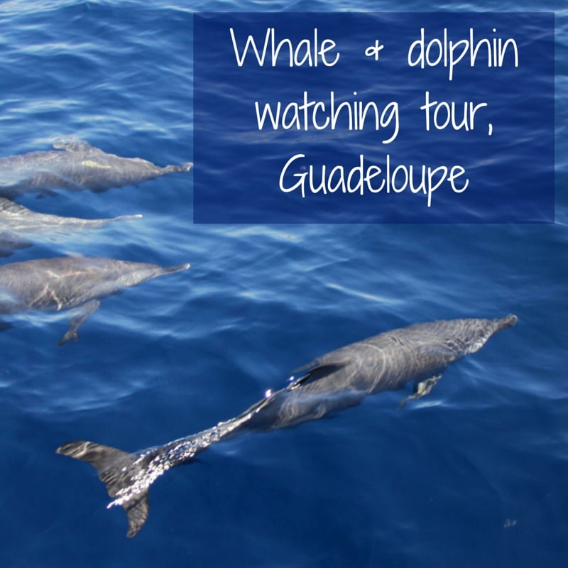 whale & dolphin watching tour Guadeloupe