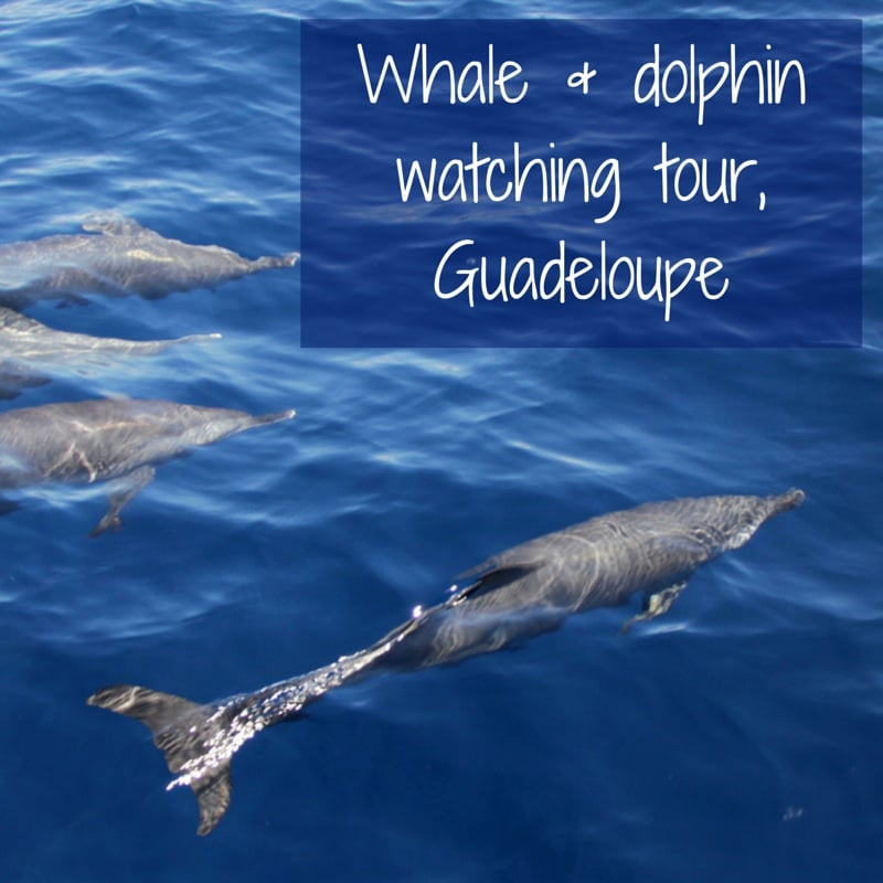 whale & dolphin watching tour Guadeloupe whale & dolphin watching tour Guadeloupe