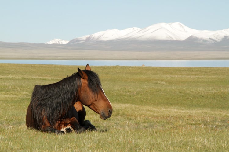Kyrgyz horse at Song Kul