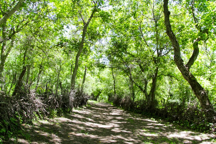 Kyrgyzstan arlansbob walnut forest