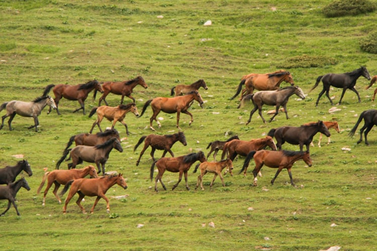 Kyrgyz horses