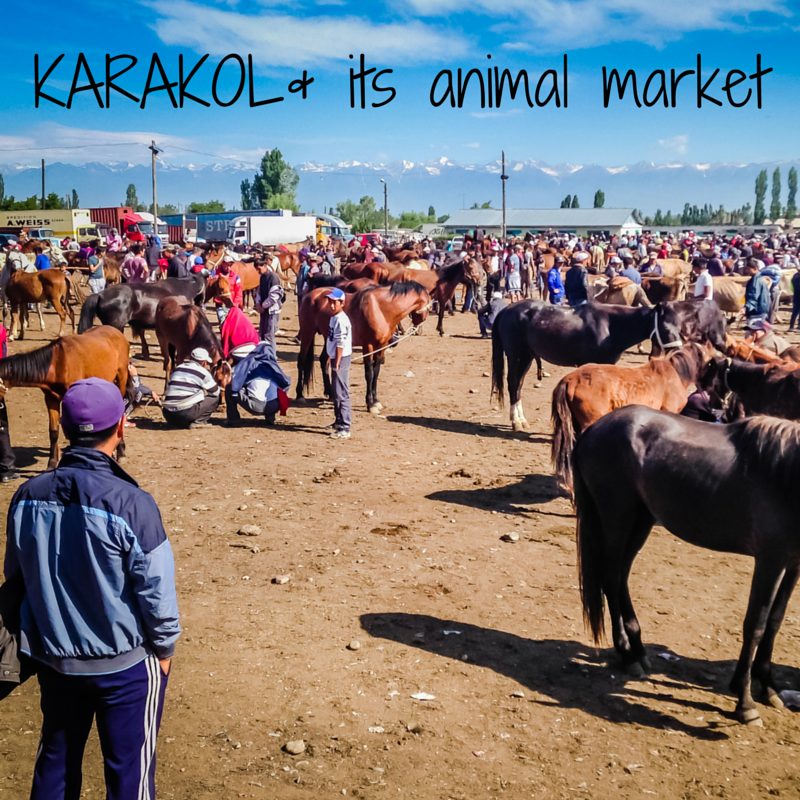 Karakol animal market Kyrgyzstan