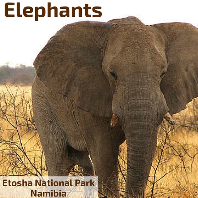 Travel guide Namibia - elephants of Etosha National Park