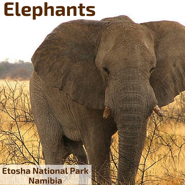 Elephants Etosha National Park Namibia