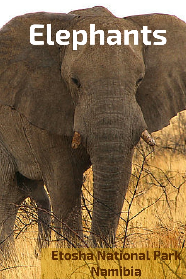 Elephants Etosha National Park