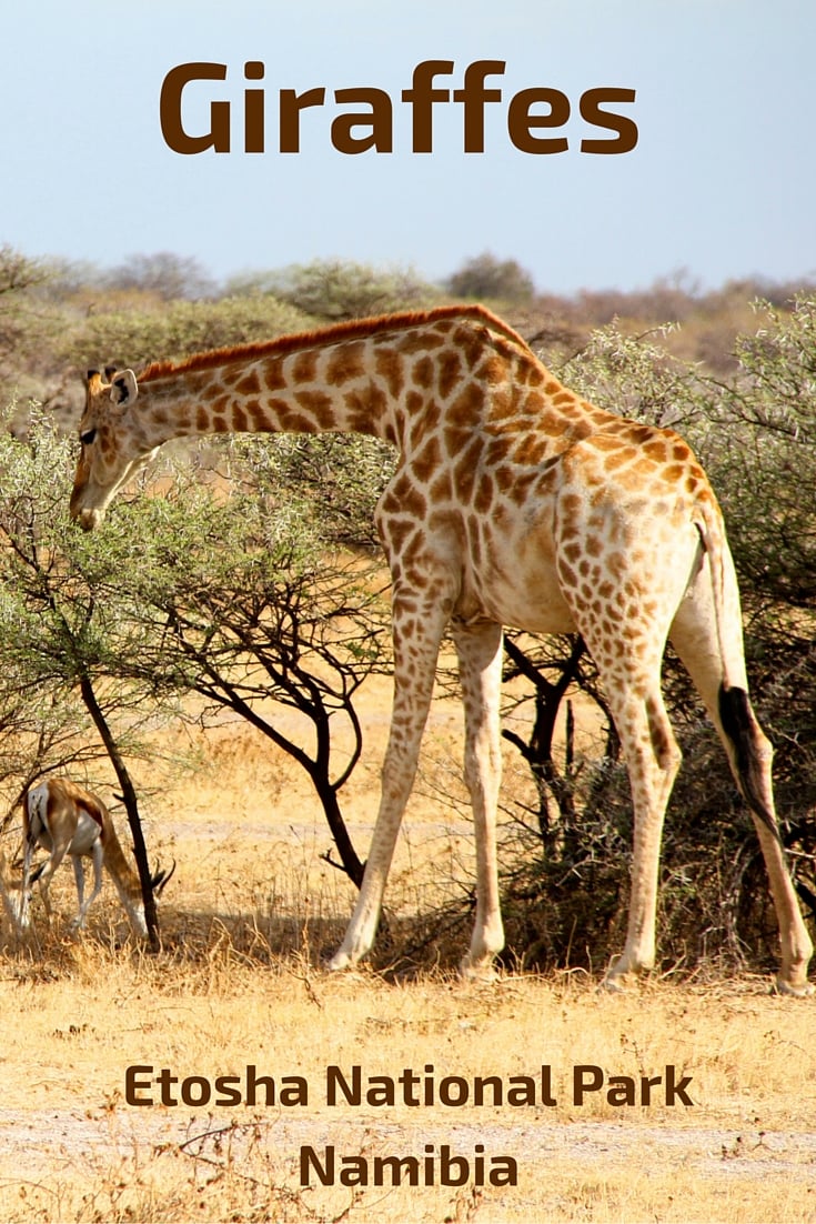Giraffes Etosha National Park, Namibia