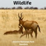 Travel Guide Namibia - wildlife of Etosha National Park