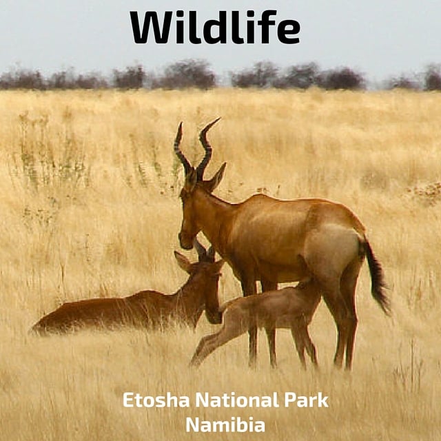 wildlife of Etosha National Park Namibia