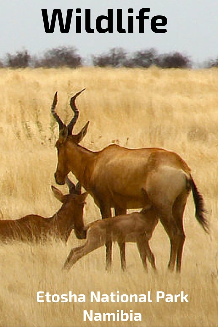 wildlife of Etosha National Park Namibia