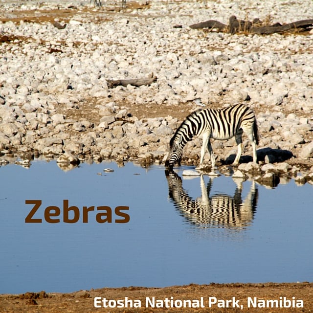 zebras Etosha National Park Namibia
