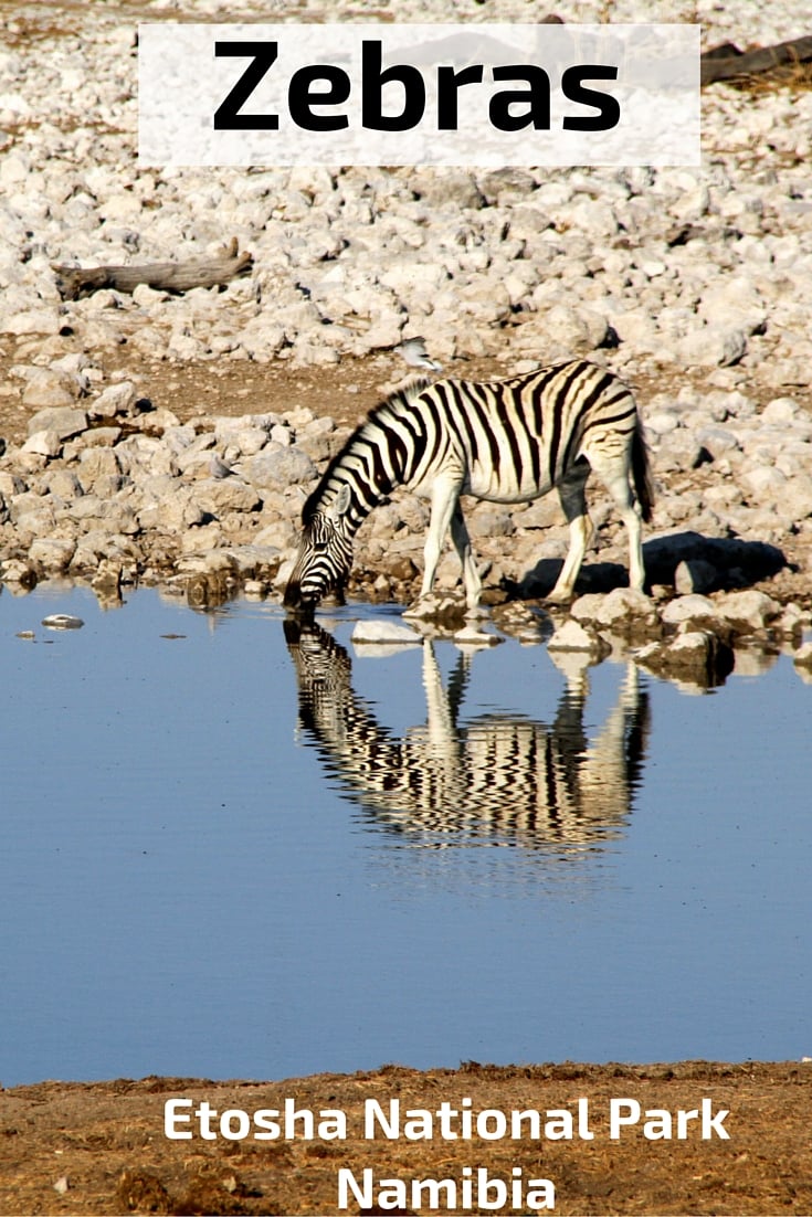 zebras Etosha National Park