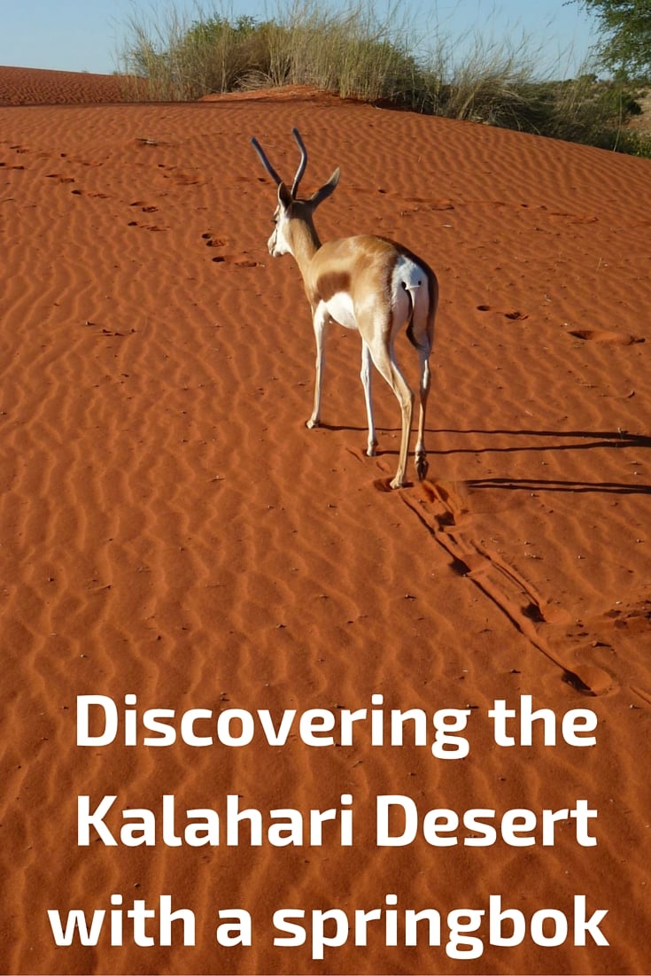 Discovering Kalahari desert, Namibia with Springbok