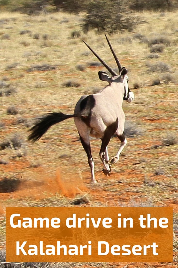 Game drive in Kalahari desert, Namibia