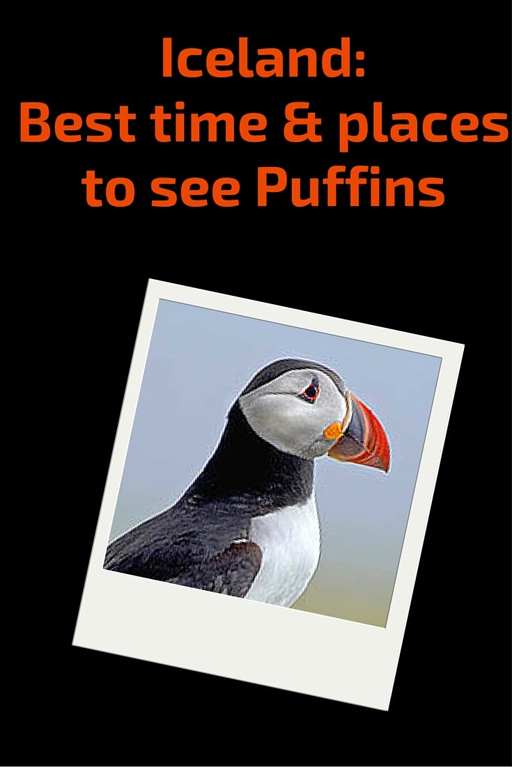 Best time and places to see puffins in Iceland Best time and places to see puffins in Iceland