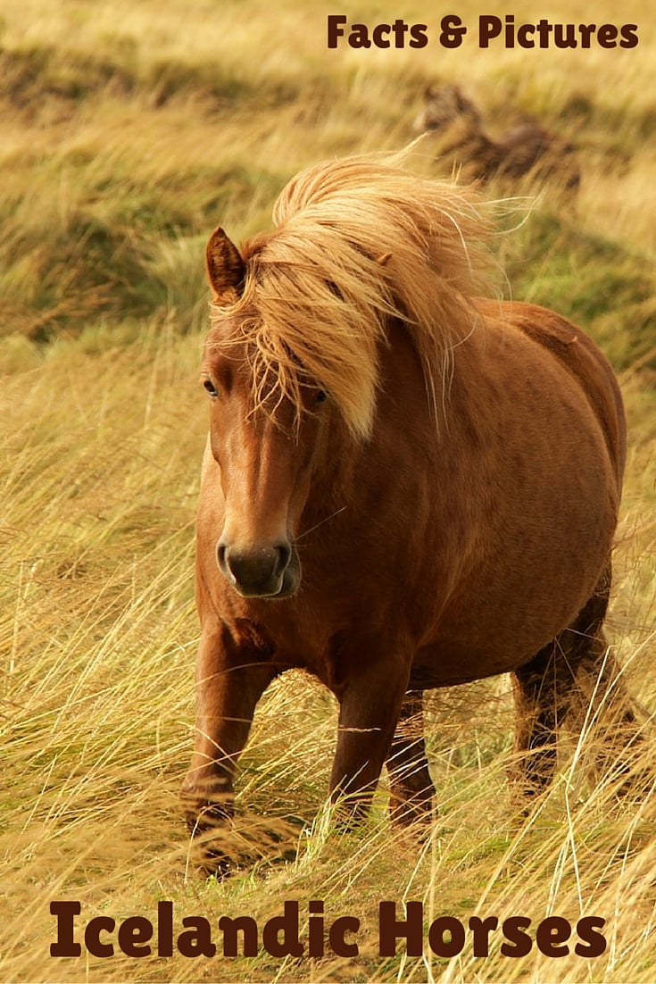 Icelandic Horses facts and photos