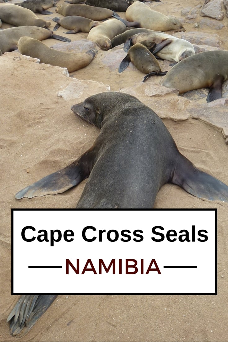 Travel Guide Namibia - Plan your trip to Cape cross and its fur seal colony