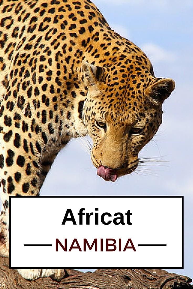 Travel Guide Namibia - Plan your visit to Africat Okonjima