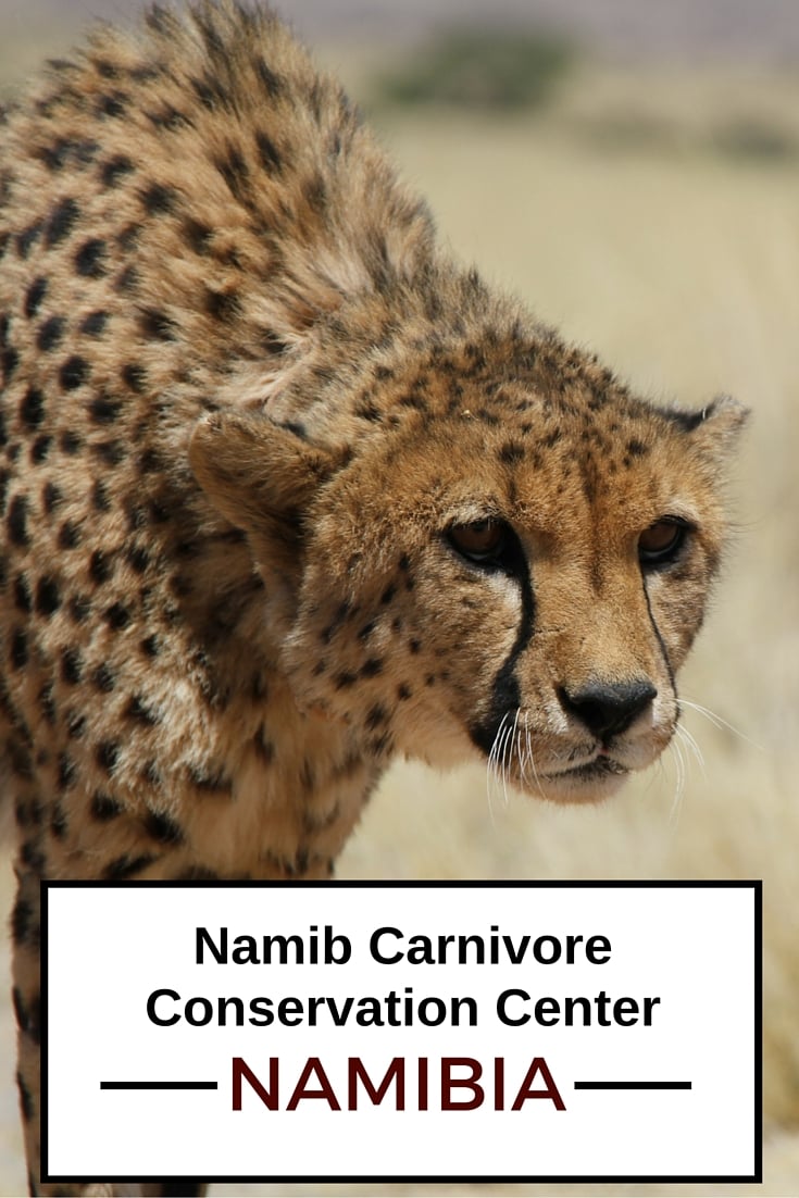 Travel Guide Namibia - plan your visit to the Namib Carnivore Conservation Center
